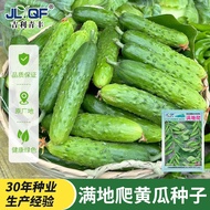 Cucumber Seeds All over the Floor Climbing Fruit Cucumber Seeds Don't Match Rack Four Seasons Courty