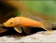 L144 Albino Pleco/Ornamental fish/Freshwater/Readystock