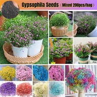 Bonsai Seeds (200pcs/bag) Mix Color Gypsophila Flower Seeds Graceful Gypsophila Flower Goddess Benih Pokok Bunga