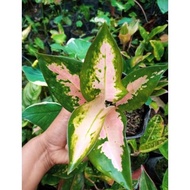 Aglaonema Kochin