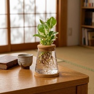 白金葛 三角水耕盆栽 室內植物 觀葉植物 禮物 水培