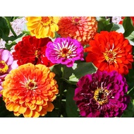 7-color chrysanthemum seeds 40 seeds