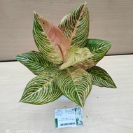 Aglaonema Golden Hope