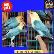 burung love bird biola PB blue promo murah