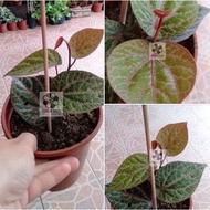 ANOR - Piper ornatum sapling / Anak pokok sirih merah Indonesia ( Pokok Herba )