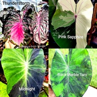 Colocasia Black Marble Taro, Midnight, Pink Sapphire, Thunderstorm, Black Diamond