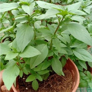 Pokok Thai Basil Herbs