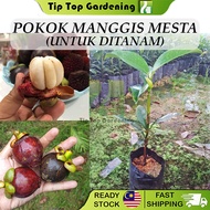 Pokok Manggis Mesta Manggis Jepun Untuk Ditanam Pokok Hidup Real Live Plant Japanese Mangosteen 日本山竹
