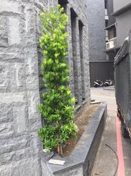 【盛宏園藝】蘭嶼羅漢松︱尖塔型羅漢松︱高度180公分左右(請自取)