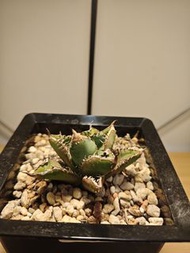 金蟾王 龍舌蘭 植物 嚴龍 Agave Plant 塊根 多肉