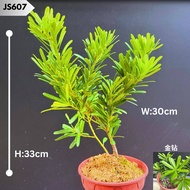 🔥26TH JANUARY 2026 RESTOCK🔥Outdoor Bonsai Podocarpus Chrisantenum Small Medium Large Size
