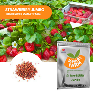 BENIH/BIBIT/BIJI STRAWBERRY JUMBO CALIFORNIA (ISI 20 BIJI)