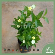 Dwarf Mussaenda Yellow Plant with polybag (PTG0146) - RANDOMLY PICK
