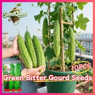 10pcs Fresh Green Bitter Gourd Ampalaya Seeds igh Yield Momordica charantia Long Bitter Gourd Seeds 