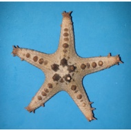 Lovely Real STARFISH. 2.
