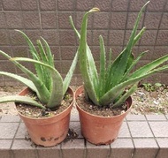 可食用有機大蘆薈