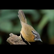 Burung Tepus Lurik / Wambi Mini Lokal Pilihan Original