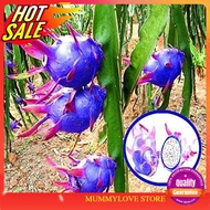 5 Pcs Elwyn Blue Dragon Fruit Seeds Ready Stock Sarawak