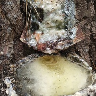 Pure Pine Sap for Klanceng Nests Favorite Food 1kg