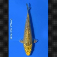 Ikan Koi Hikari Mujimono Import Jepang Sertifikat Oyama Code 57