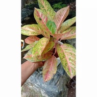 Tanaman Hias Aglaonema Big Roy/Aglonema Big Roy/Aglaonema lu