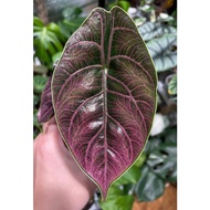 Alocasia Azlanii Plant - Fresh Gardening Indoor Plant Outdoor Plants for Home Garden