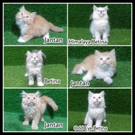Jual Kitten Persia Flatnose 2.5 Bulan Lucu Anak Kucing Anggora Angora