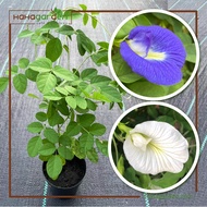 Blue/ White Butterfly Pea Single Petal Flower/ Anak Pokok Bunga Telang (LIVE PLANT)