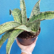 Live Plant/ Snake Plant/ Sansevieria 'Cleopatra'.