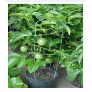 Fruit passion fruit seed*/ markisa biji benih(Passiflora edulis_)