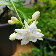 Anak Plant Jasmine / Pokok Bunga Melur wangi [Live Plant]