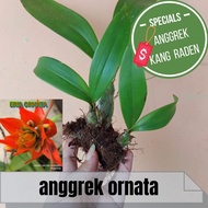 anggrek species eria ornata dewasa