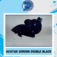 IKAN CUPANG HIAS AVATAR GORDON DOUBLE BLACK EFER654564E