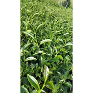 {2025 Dayuling 90K Winter Tea Launch (Harvested On October 08th) 2 Taels * 1