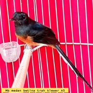 burung murai medan betina trah ekor panjang limited