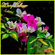 ▧ SALE!! BOUGAINVILLEA CUTTINGS
