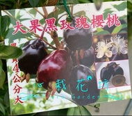心栽花坊-大果黑玫瑰櫻桃/8吋盆/櫻桃/水果苗/售價560特價450