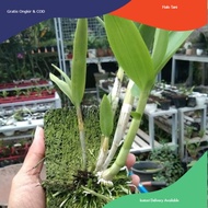 Anggrek Dendrobium Larat Tinggal Cantel dan Nunggu Berbunga