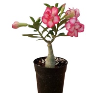 Adenium obesum in 12cm Pot - Stunning Desert Rose Plant . beautiful flower . sun loveing plants
