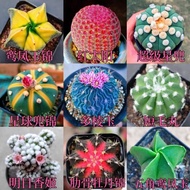 Cactus Combination Red Sun Multi-Sided Jade Ribbed Peony Real Flowering Cactus Indoor Office Potted 