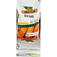DEKALB 6919S HYBRID CORN SEEDS | BAYER