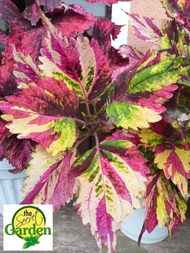 Mayana Coleus 'Fairyway Mosaic' with  FREE  garden soil (Outdoor Plant, Real Plant, LivePlant and Limited Stock) -Plants for Sale