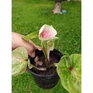 Keladi Thai/Keladi Hiasan/Rare Caladium