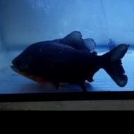 ikan black pacu /bawal hitam jumbo predator size 45cm