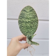 Sansevieria Hu-Chang (Masoniana x Kirkii Silver Blue)