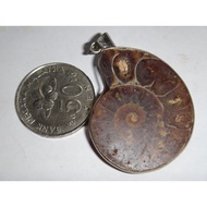 Natural Conch Fossil Ammonite Fossil Pendant 天然斑彩螺风水螺吊坠