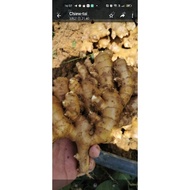 A级 高山文冬姜... grade.A.bentong..ginger