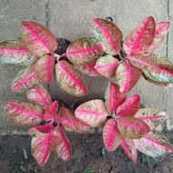 aglaonema kendedes