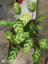 Calathea Albertii plant