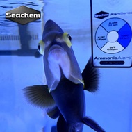 American Chemical Seachem Haihua PH Card Ammonia Content Alert Card Danhai General Ammonia Card Ammo